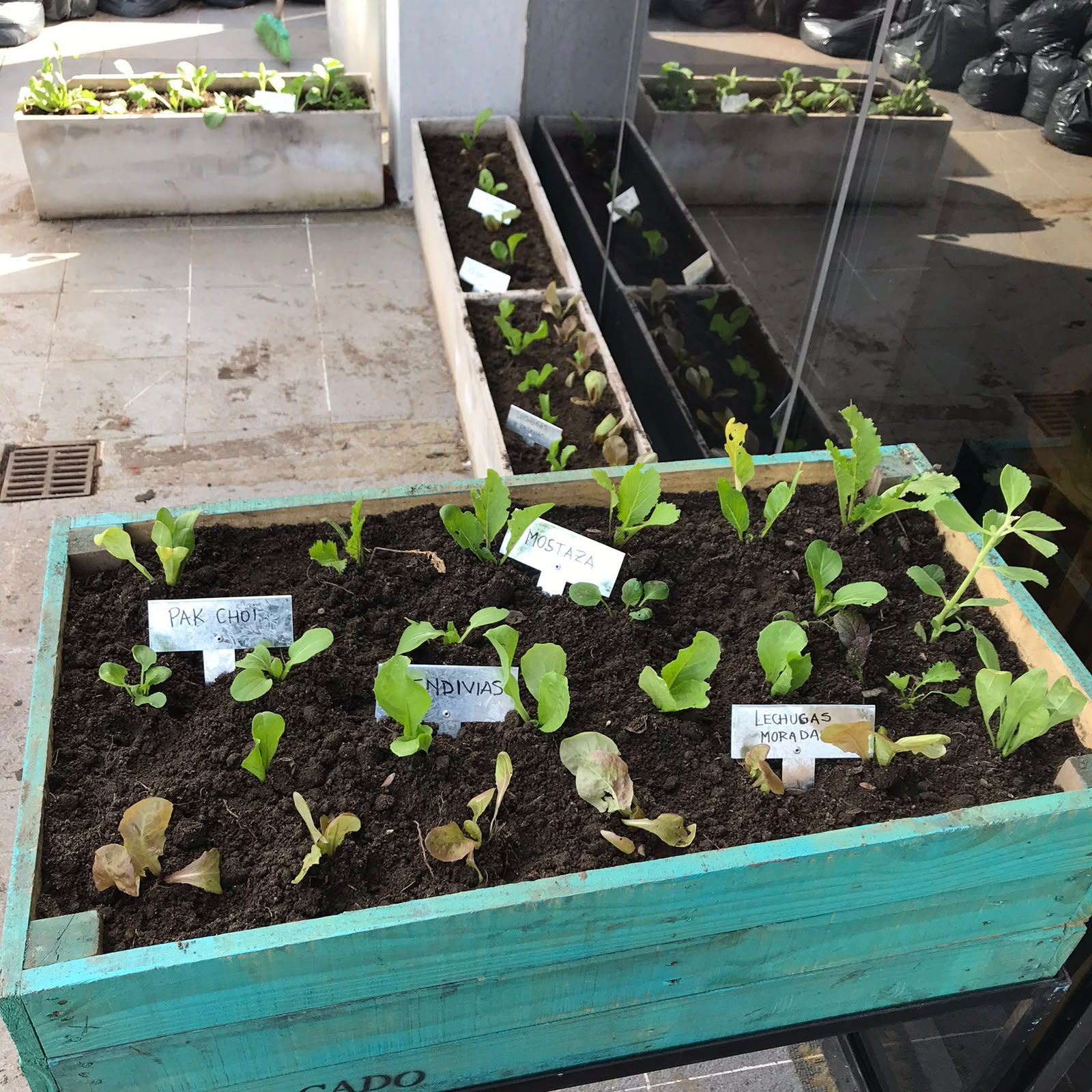 Bancal con carteles de pak choi, endivias y mostaza