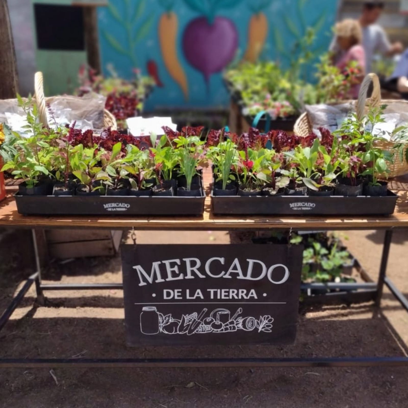 Bandejas de plantines de Mercado de la Tierra en una feria