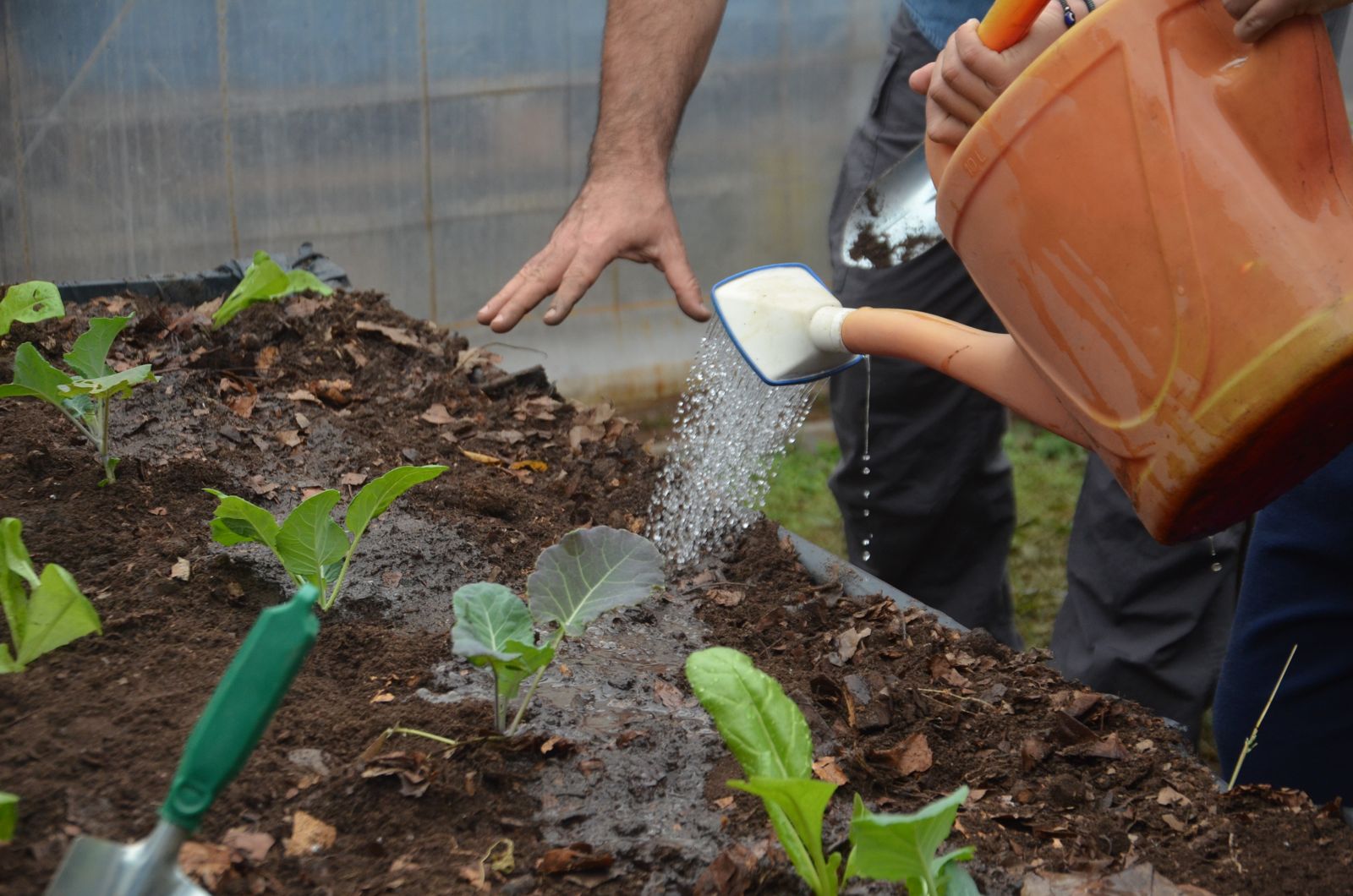Riego de plantines recién plantados en un bancal